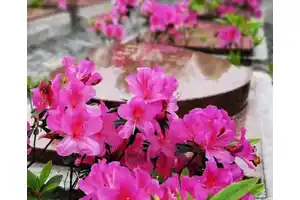 花葬的安葬形式简介